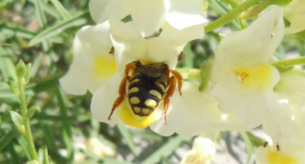 Rhodanthidium septemdentatum?